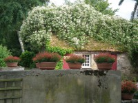 /album/fotos-tuinen/tuin-foto-s-21-juni-2015-068-jpg/